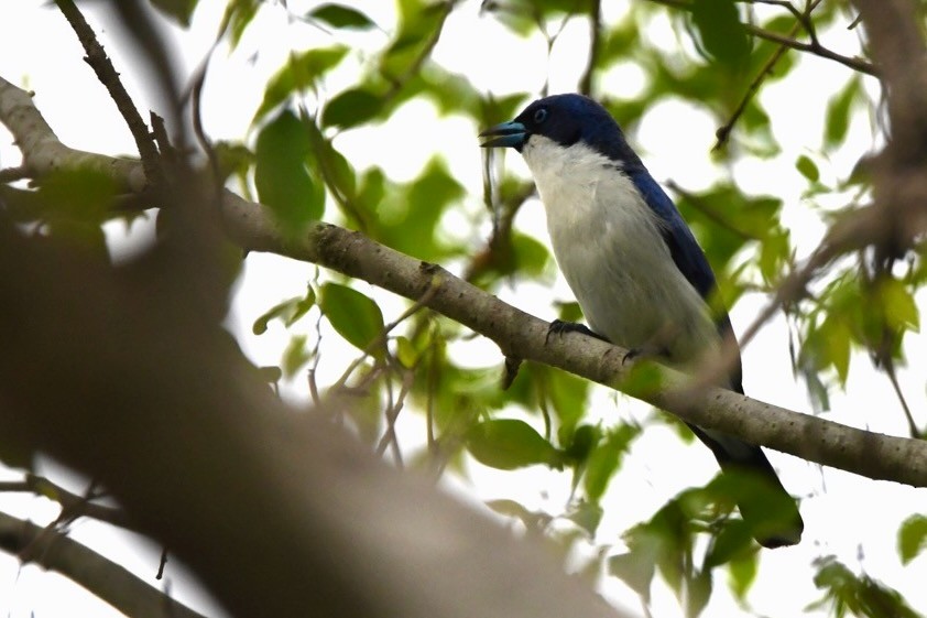 Madagascar Blue Vanga - ML628855000