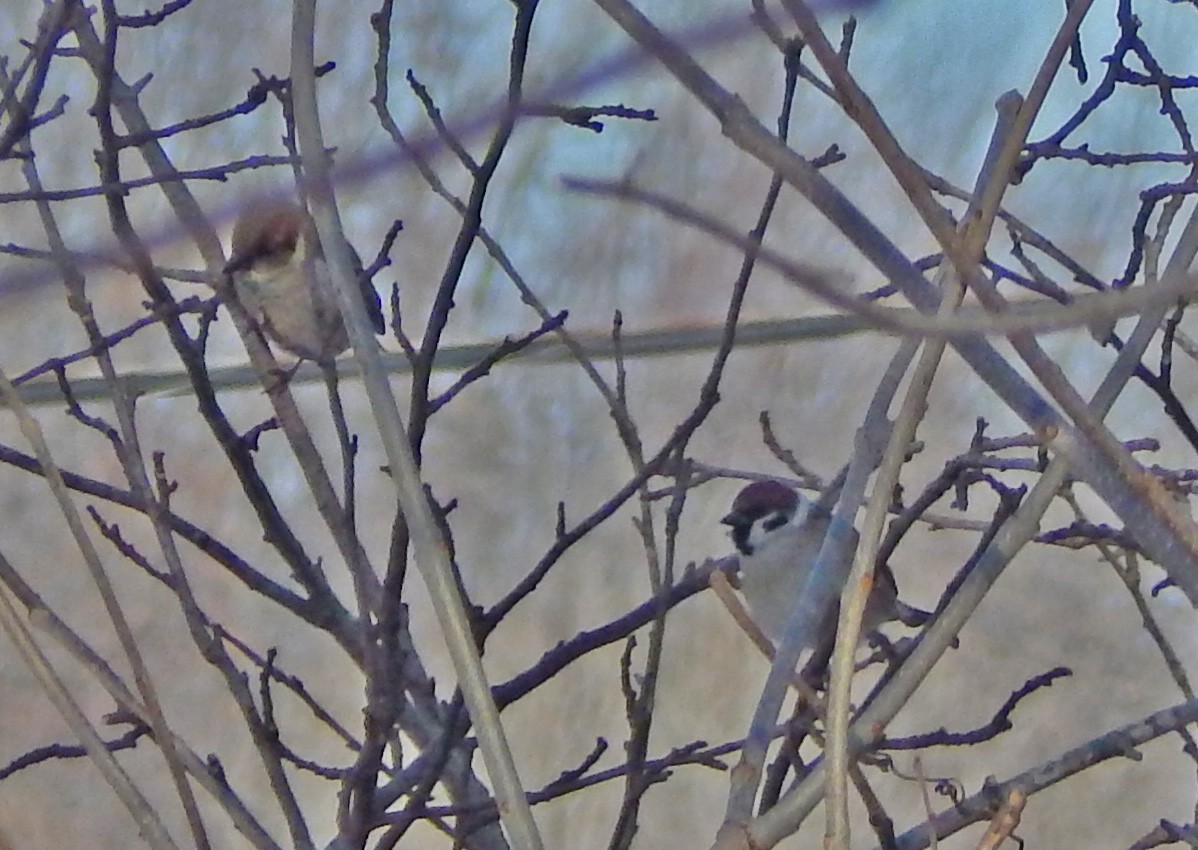 Eurasian Tree Sparrow - ML628855008