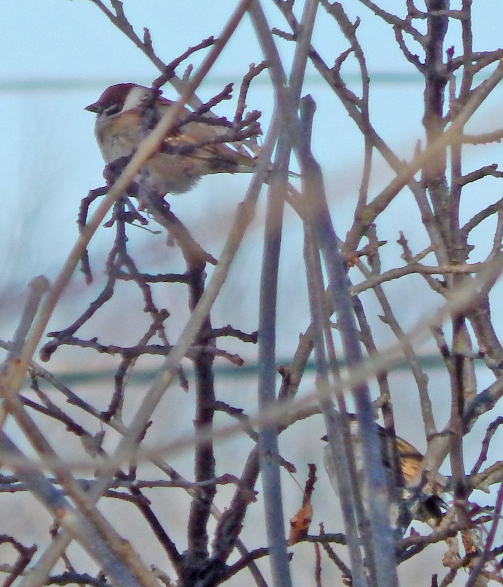 Eurasian Tree Sparrow - ML628855009