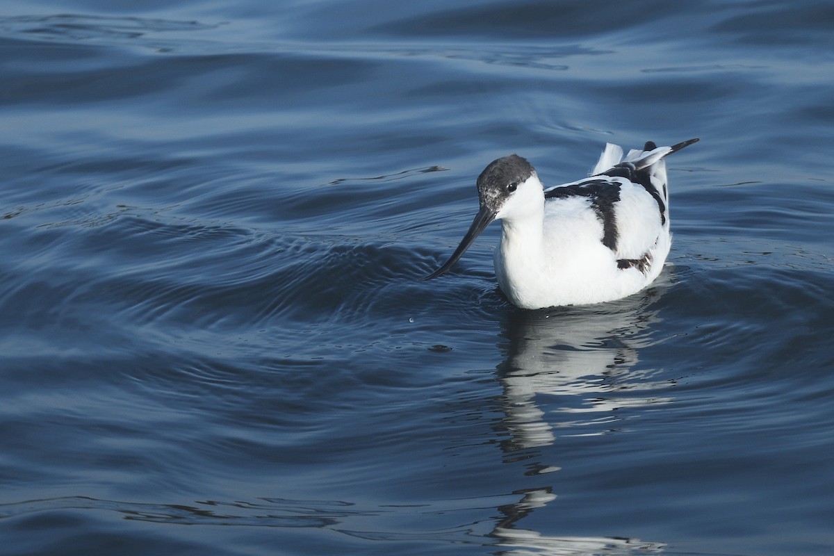 Pied Avocet - ML628855069