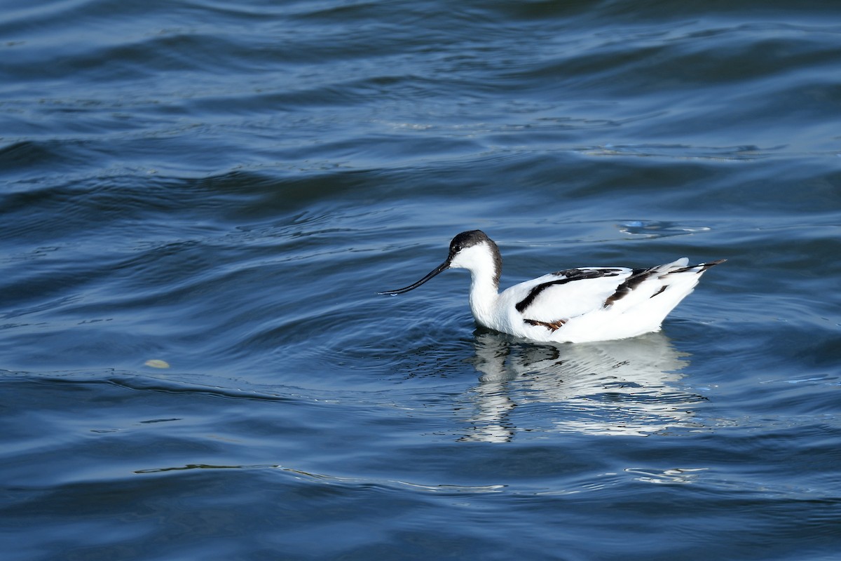 Pied Avocet - ML628855070