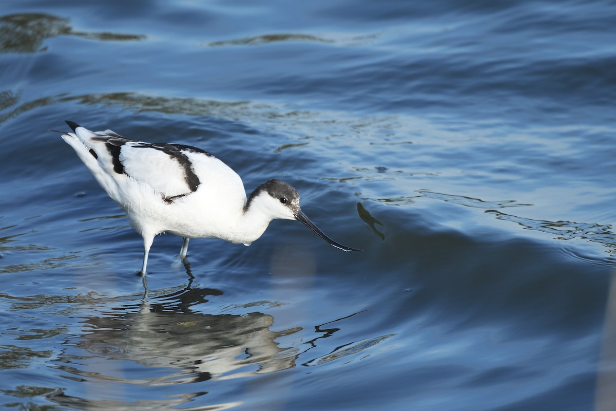 Pied Avocet - ML628855071