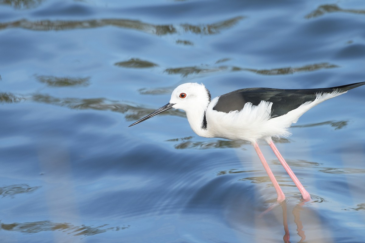 Black-winged Stilt - ML628855072