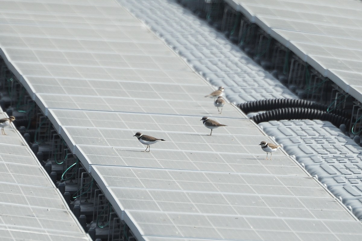 Little Ringed Plover - ML628855079