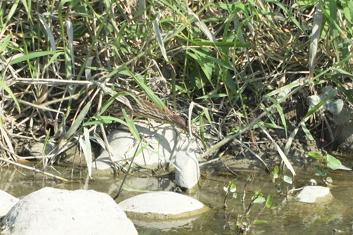 Cinnamon Bittern - ML628855092
