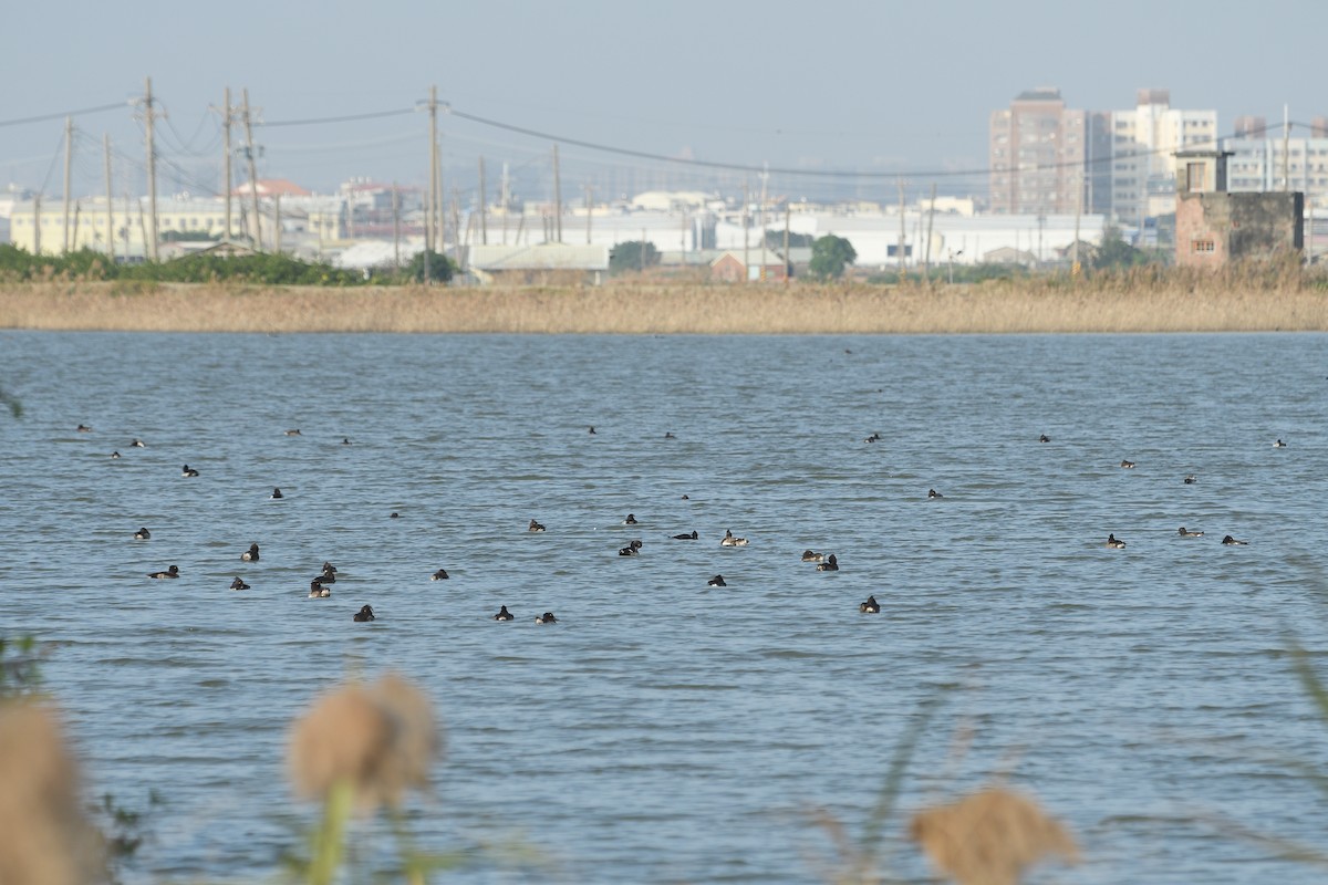 Tufted Duck - ML628855139