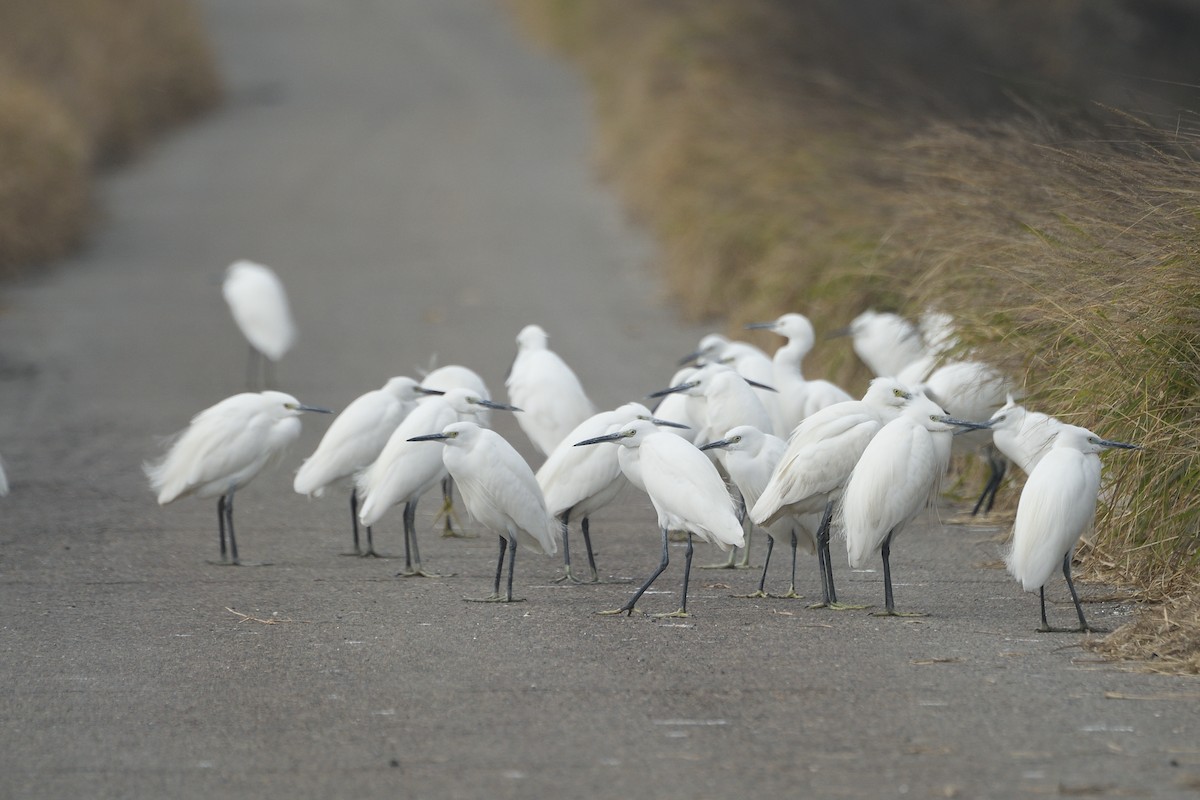 Little Egret - ML628855167