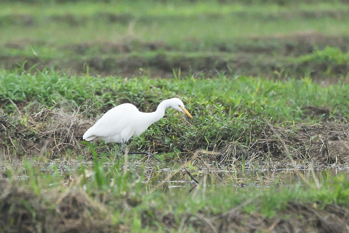 Medium Egret - ML628855175
