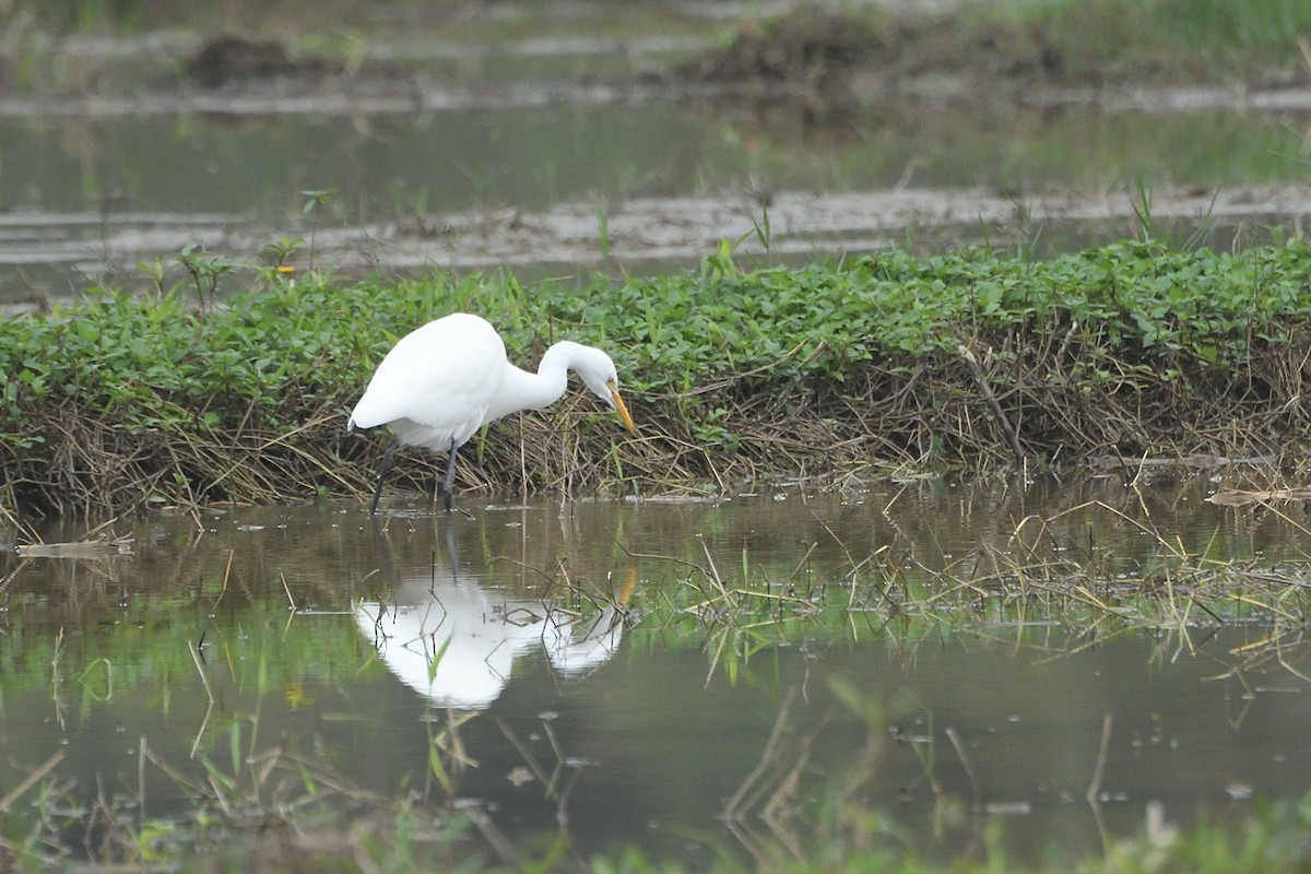 Medium Egret - ML628855176