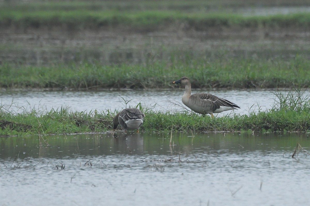 Taiga Bean-Goose - ML628855189