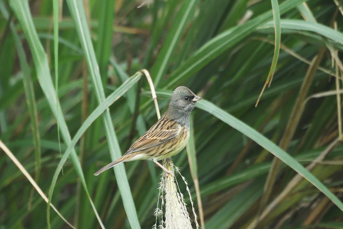 Black-faced Bunting - ML628855191