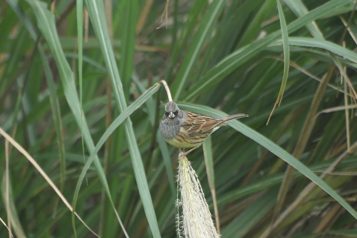 Black-faced Bunting - ML628855192