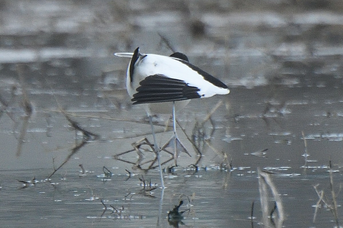 Pied Avocet - ML628855195