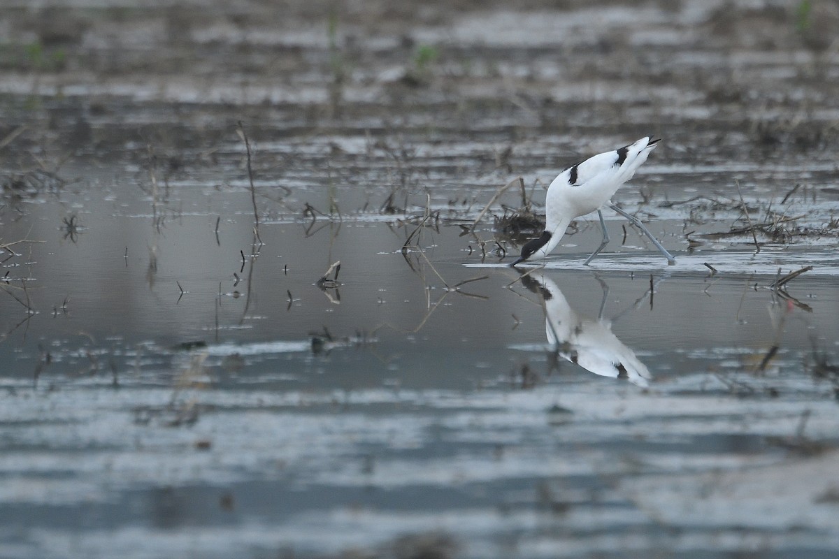 Pied Avocet - ML628855196