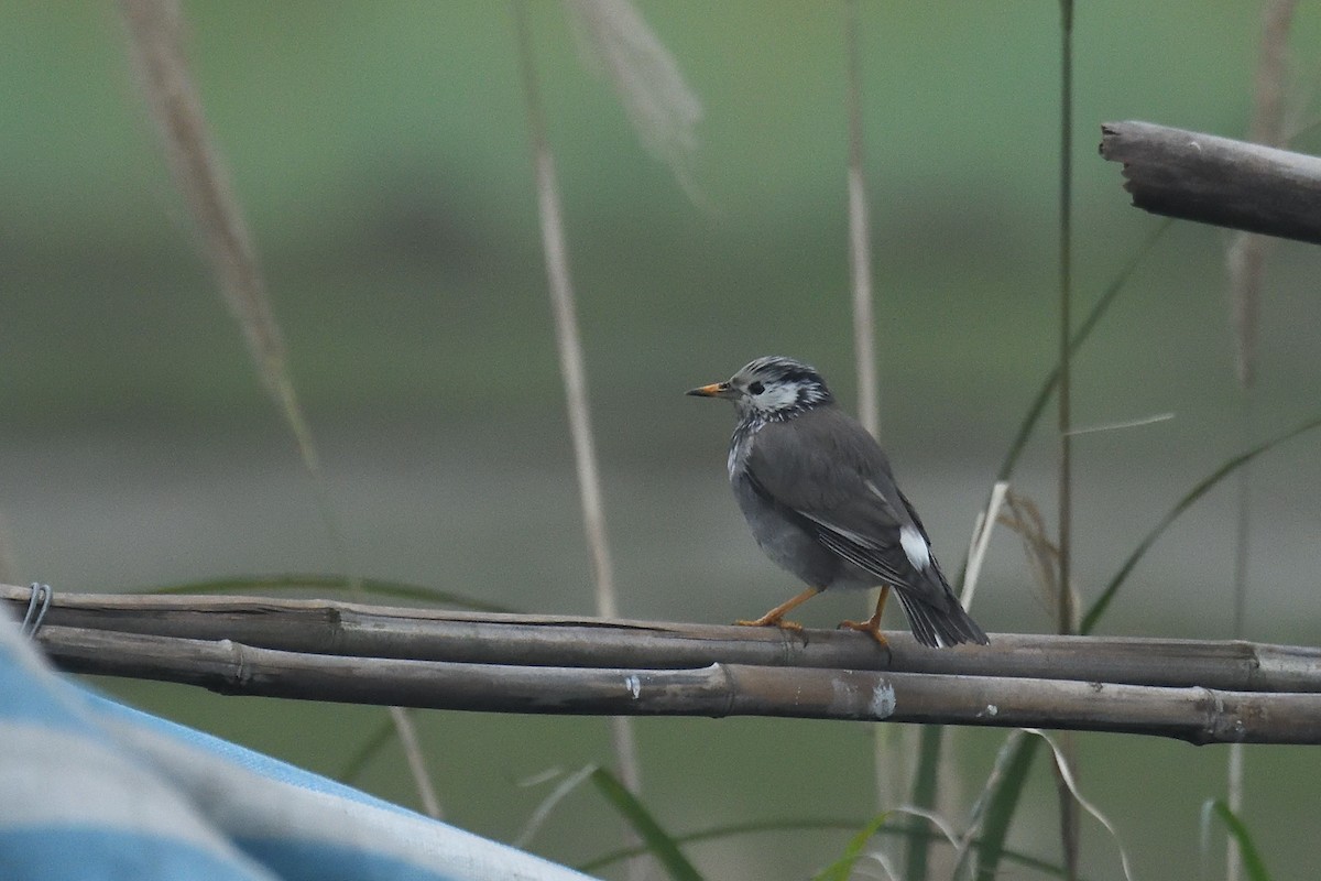 White-cheeked Starling - ML628855197
