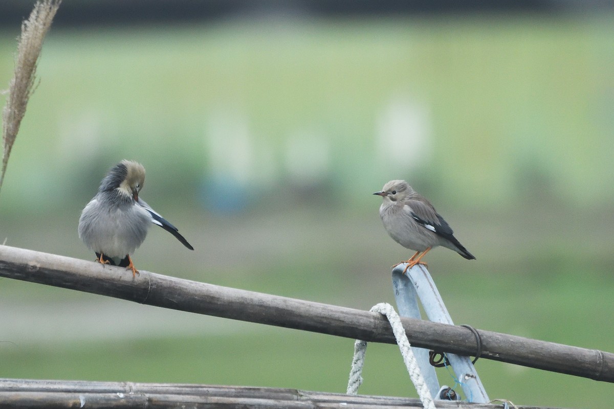 Red-billed Starling - ML628855198