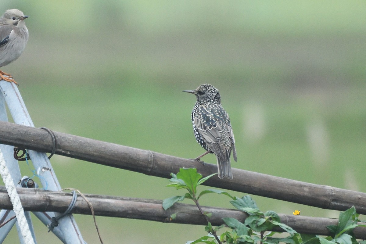 European Starling - ML628855199