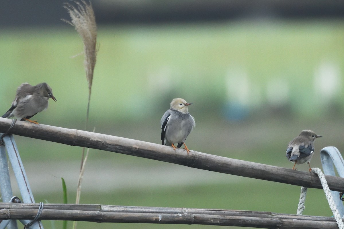 Red-billed Starling - ML628855200