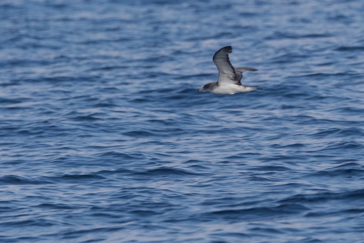 Scopoli's Shearwater - ML628855271