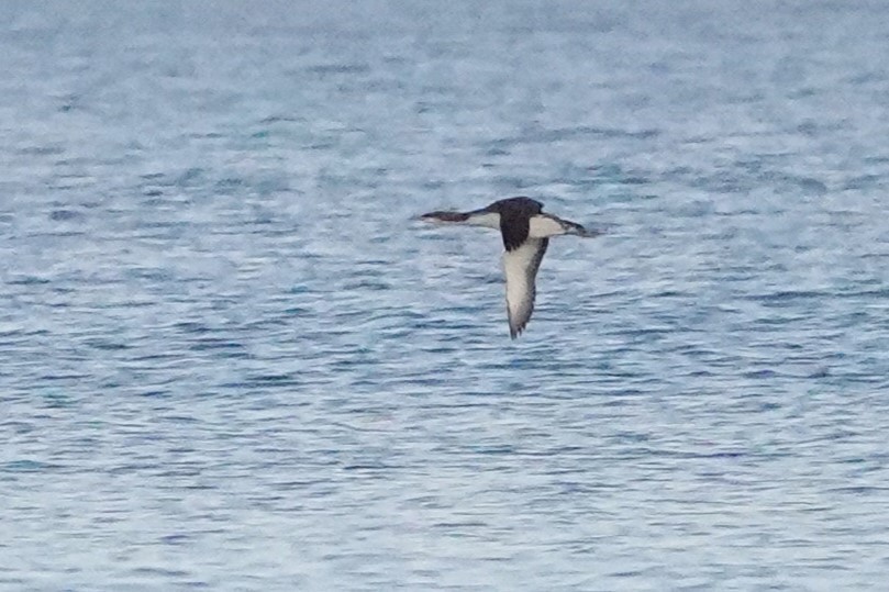 Pacific Loon - Laura Rollán