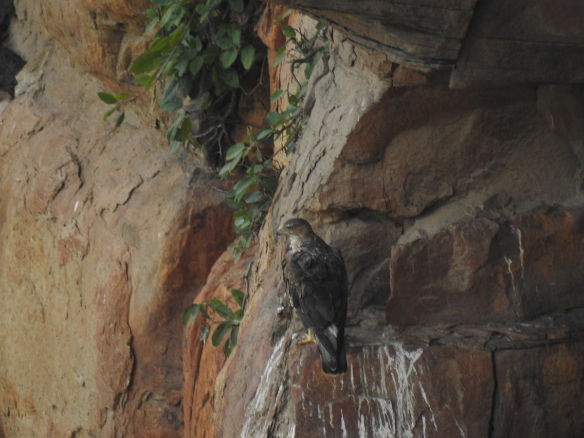 Bonelli's Eagle - ML628855503