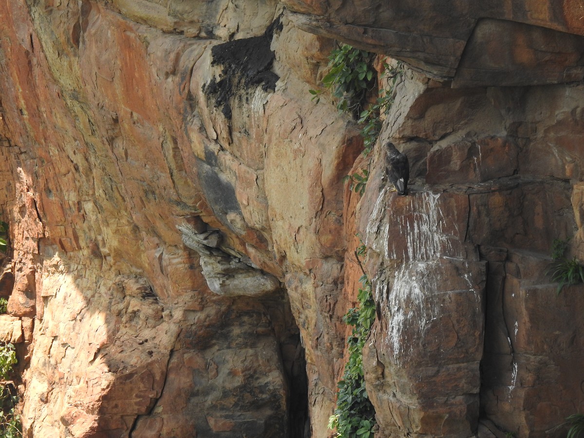 Bonelli's Eagle - ML628855504