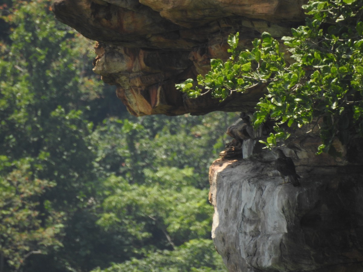 Bonelli's Eagle - ML628855505