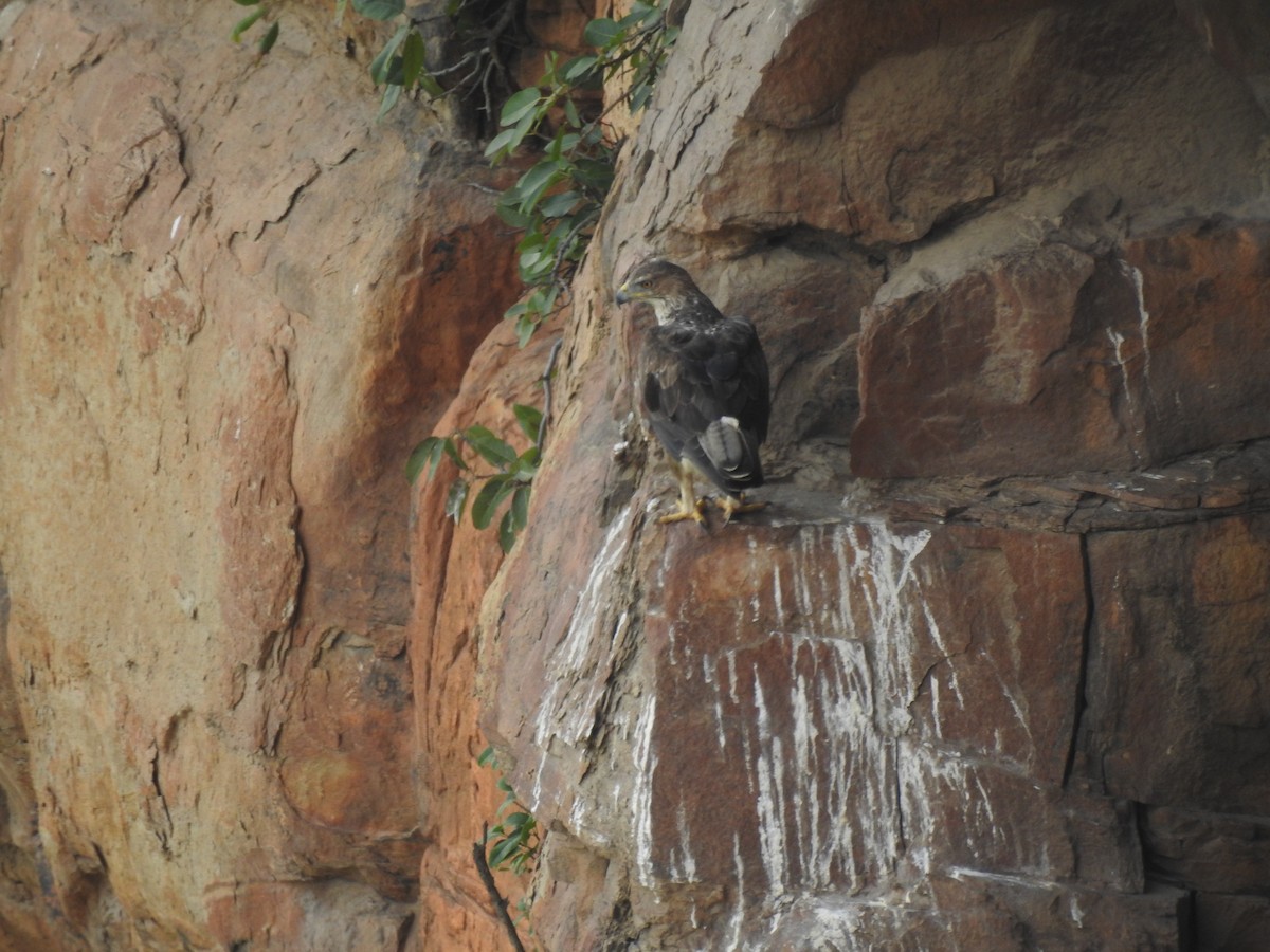 Bonelli's Eagle - ML628855506