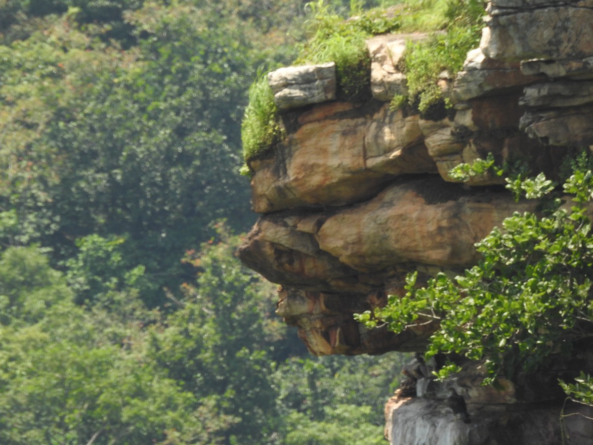 Bonelli's Eagle - ML628855507