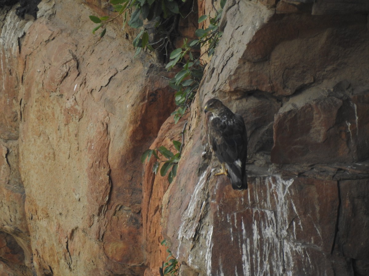 Bonelli's Eagle - ML628855508