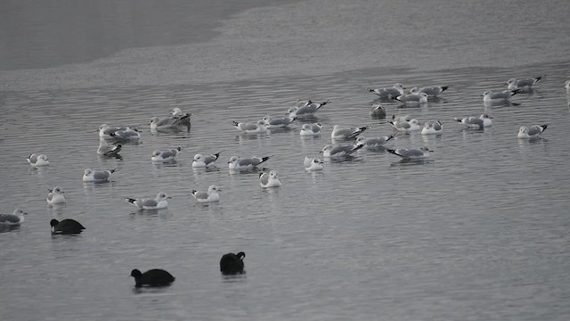 Mediterranean Gull - ML628855548