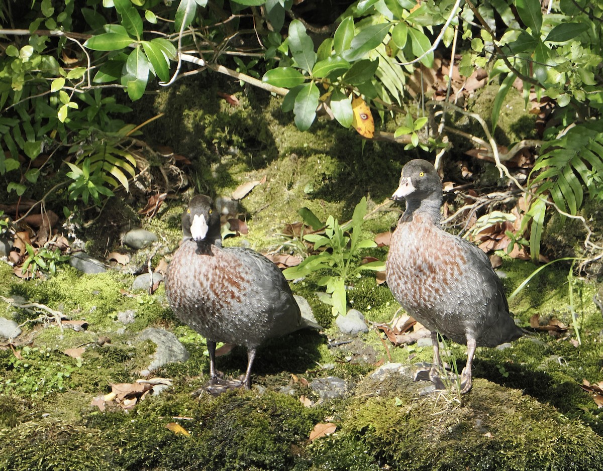 Pato Azul - ML628855621