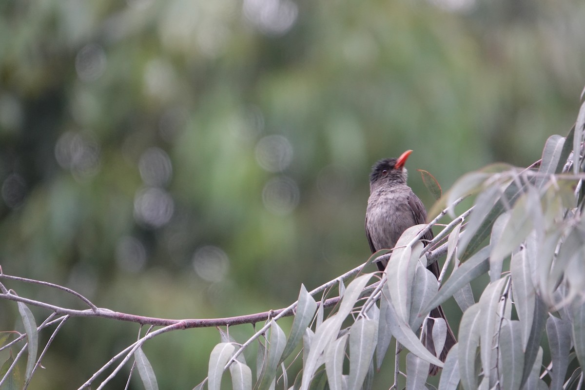 Malagasy Bulbul - ML628855822