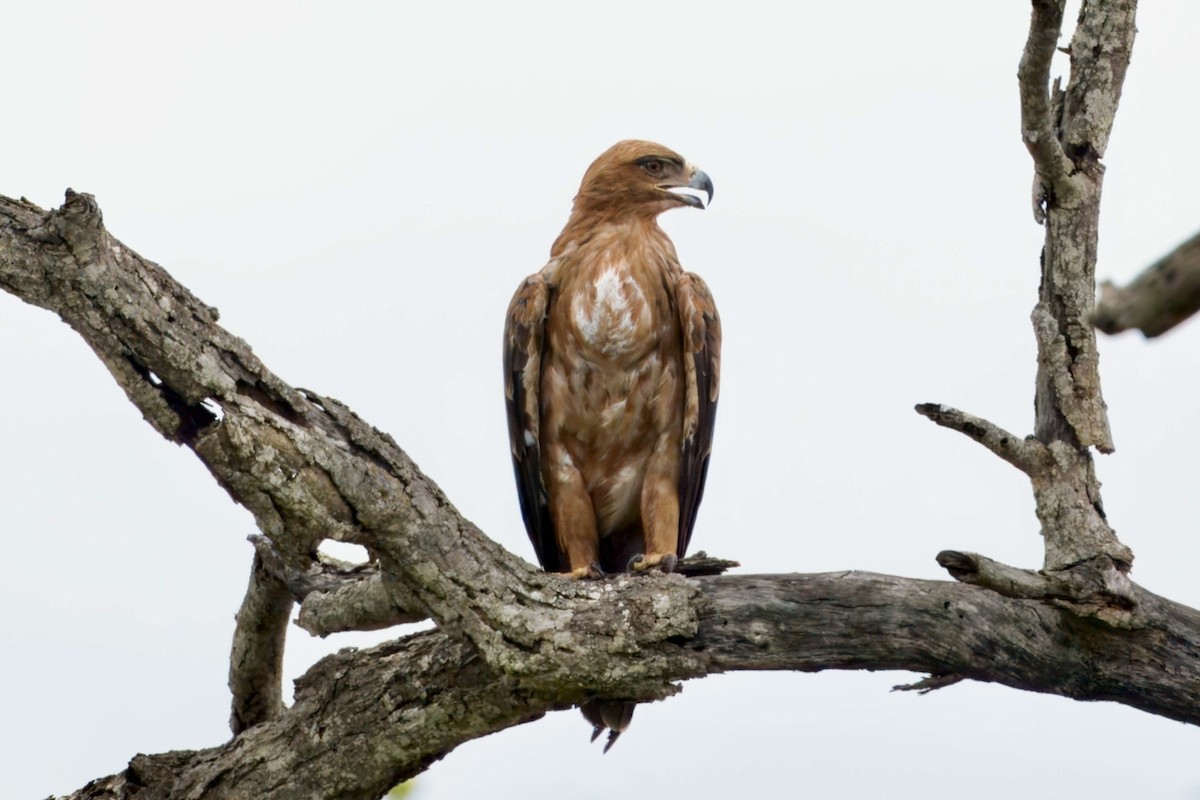 Tawny Eagle - ML628855891