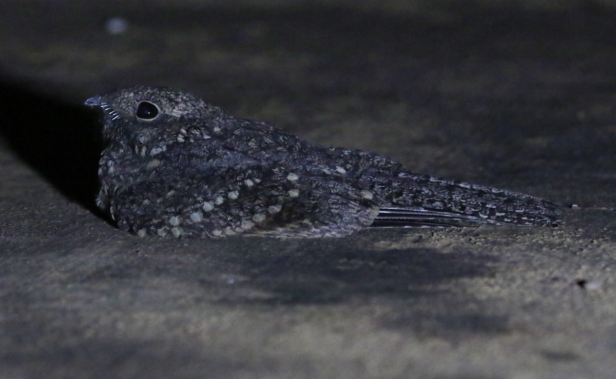 Freckled Nightjar - ML628856119