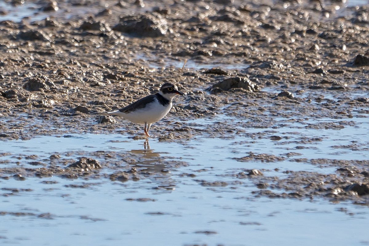 Little Ringed Plover - ML628856122