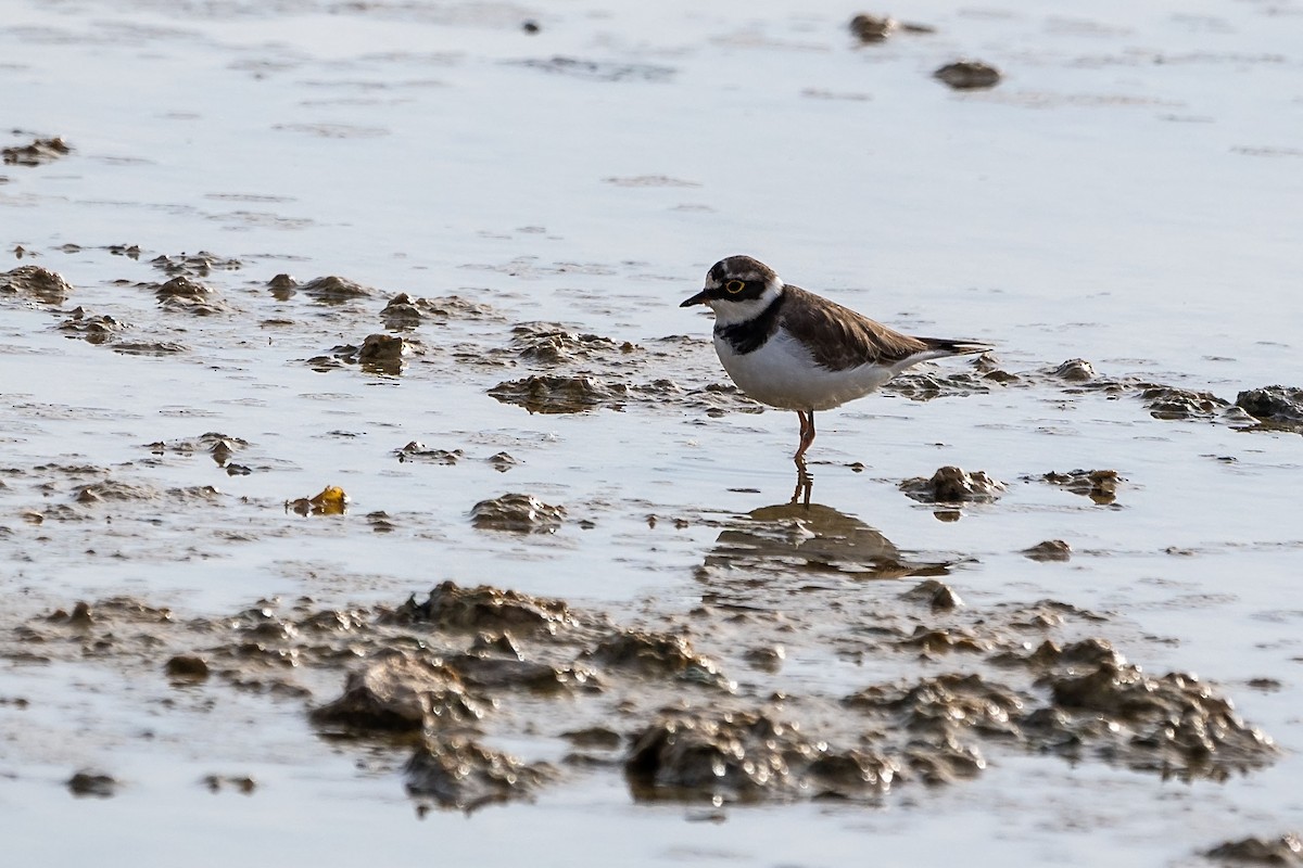 Little Ringed Plover - ML628856140