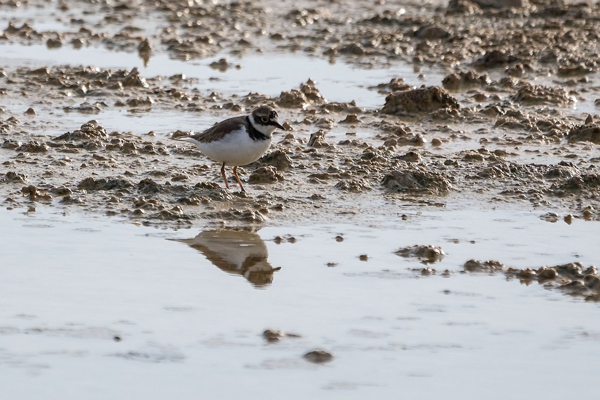 Little Ringed Plover - ML628856141