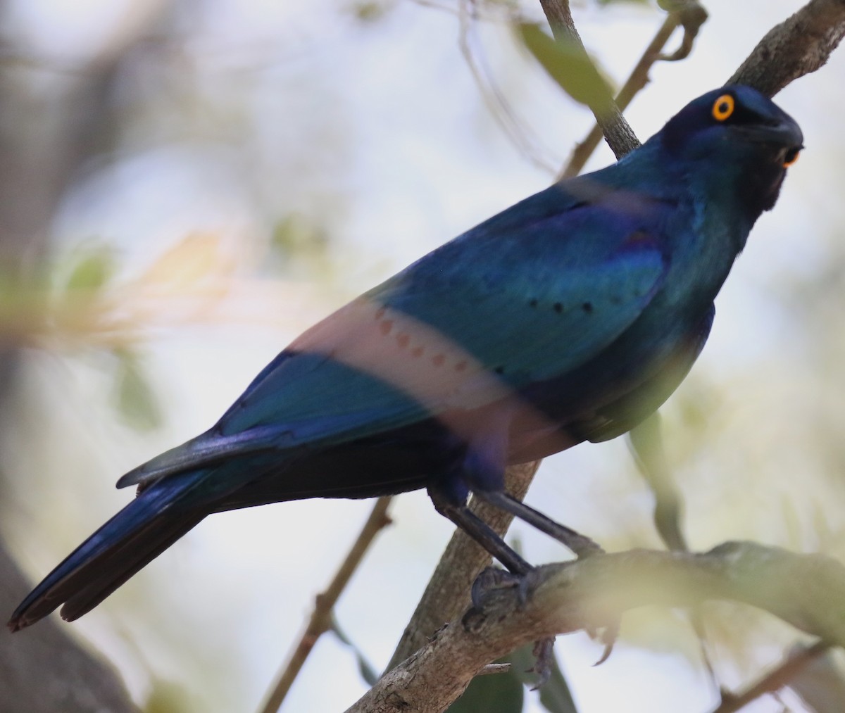 Greater Blue-eared Starling - ML628856204