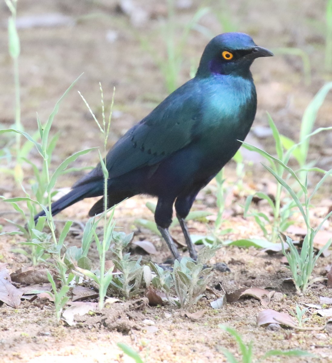 Greater Blue-eared Starling - ML628856227