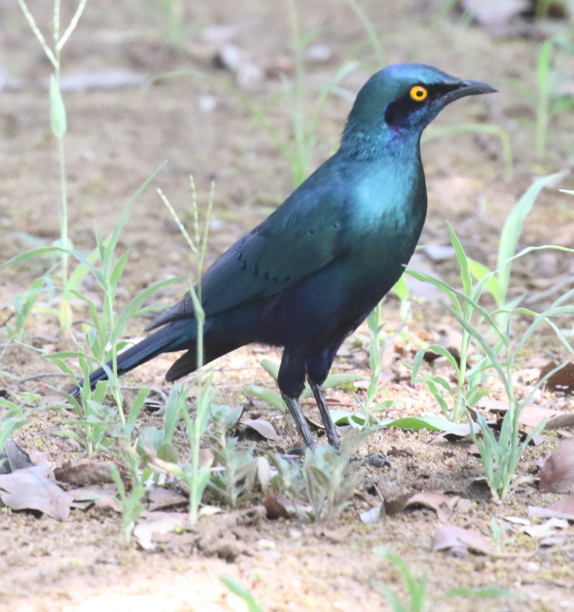 Greater Blue-eared Starling - ML628856228