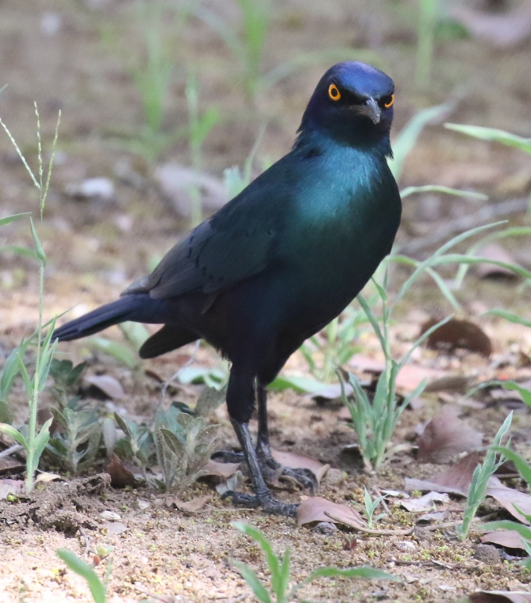 Greater Blue-eared Starling - ML628856229