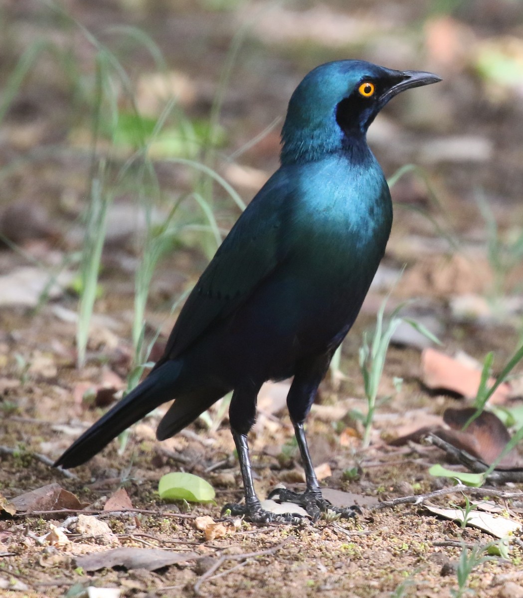 Greater Blue-eared Starling - ML628856230