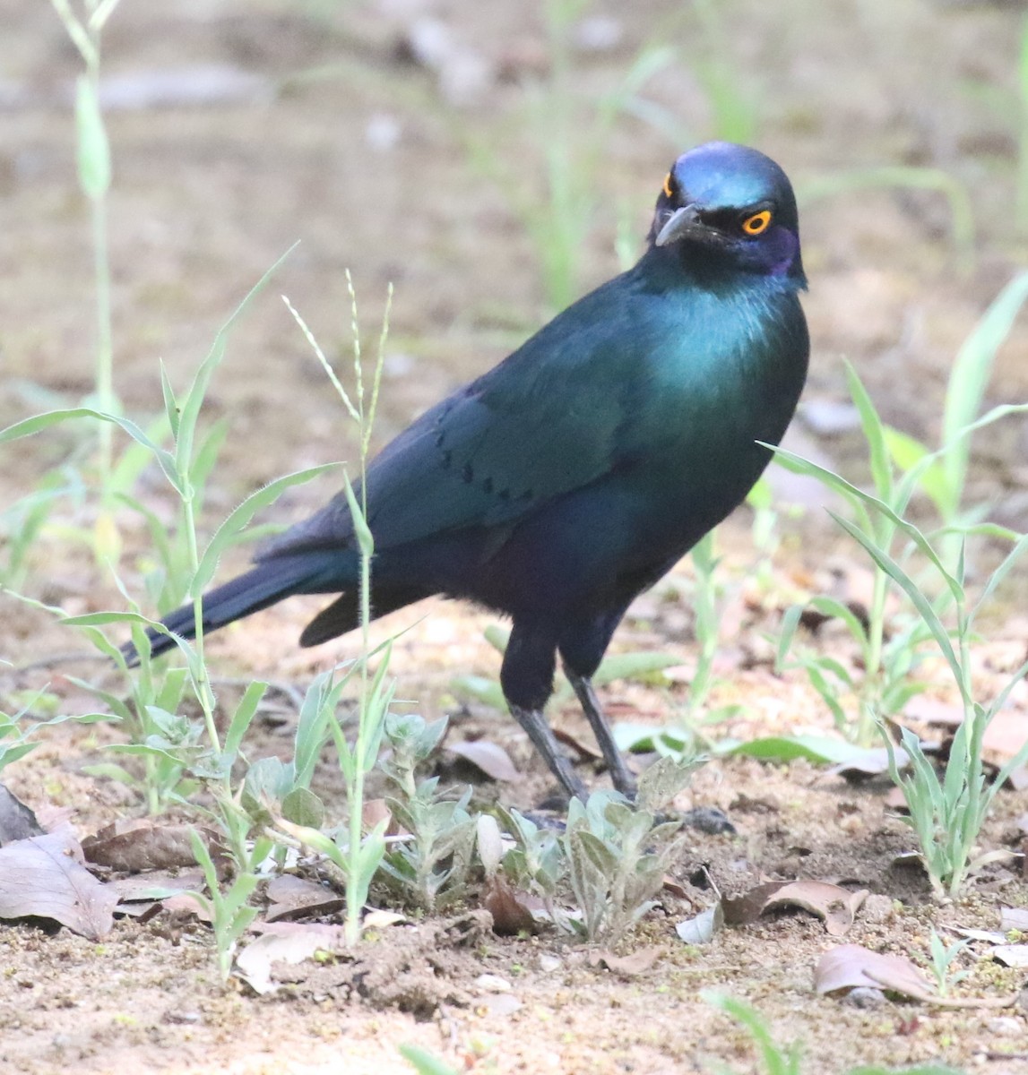 Greater Blue-eared Starling - ML628856231