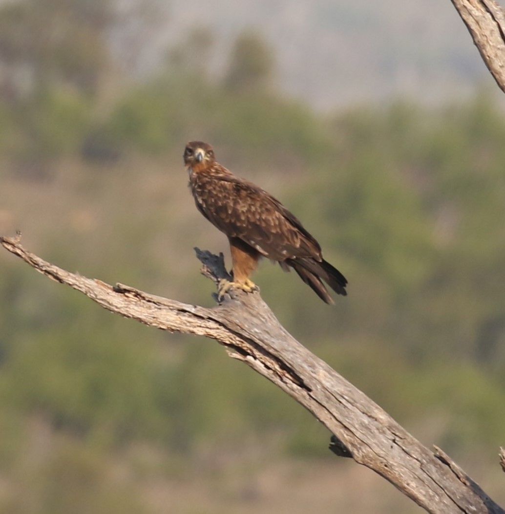 Tawny Eagle - ML628856302