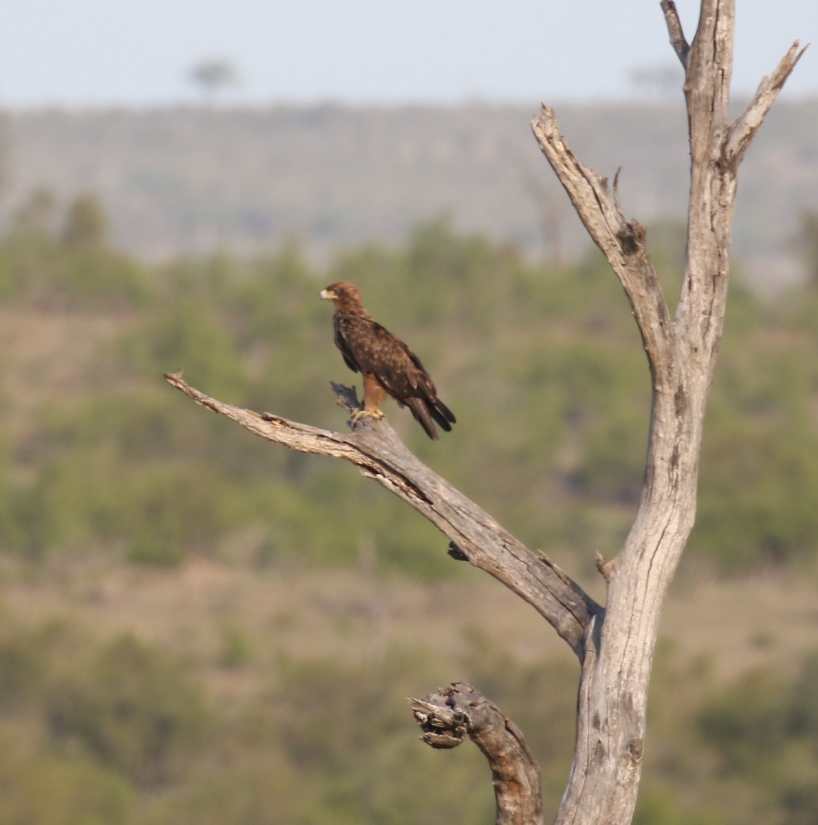 Tawny Eagle - ML628856303