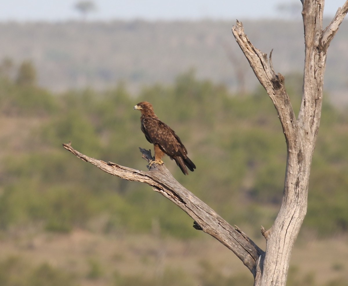 Tawny Eagle - ML628856304