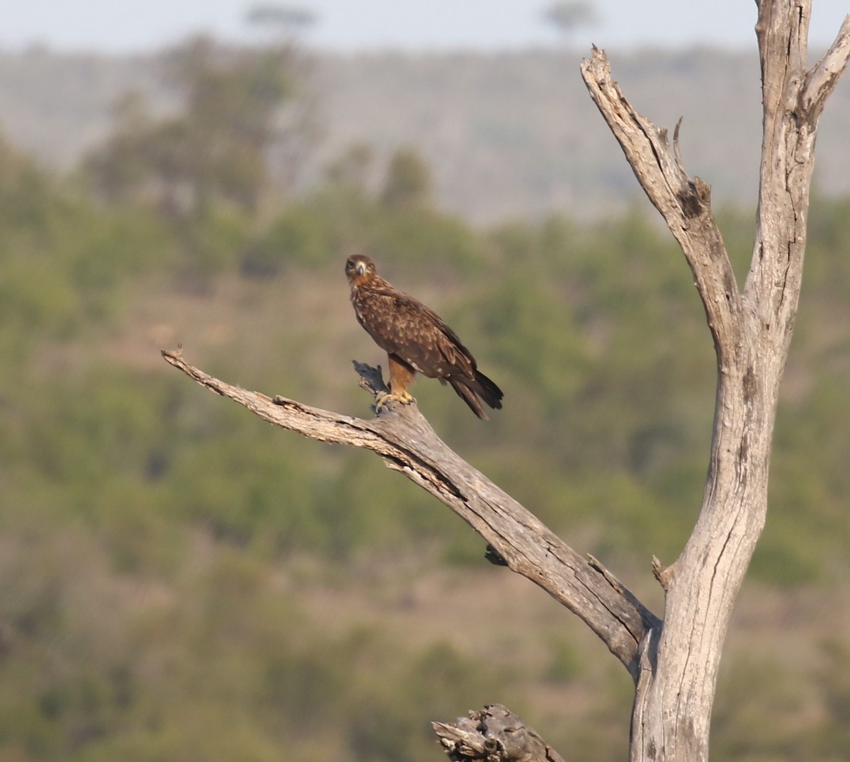 Tawny Eagle - ML628856305