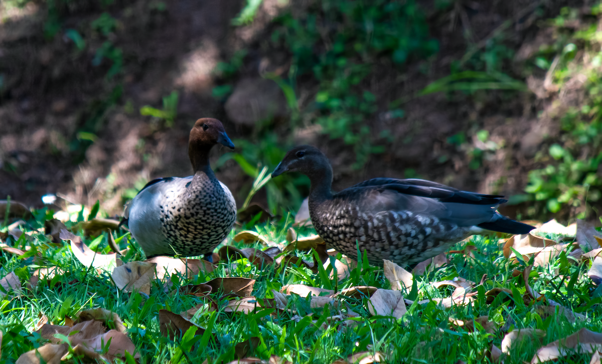 Maned Duck - ML628856507