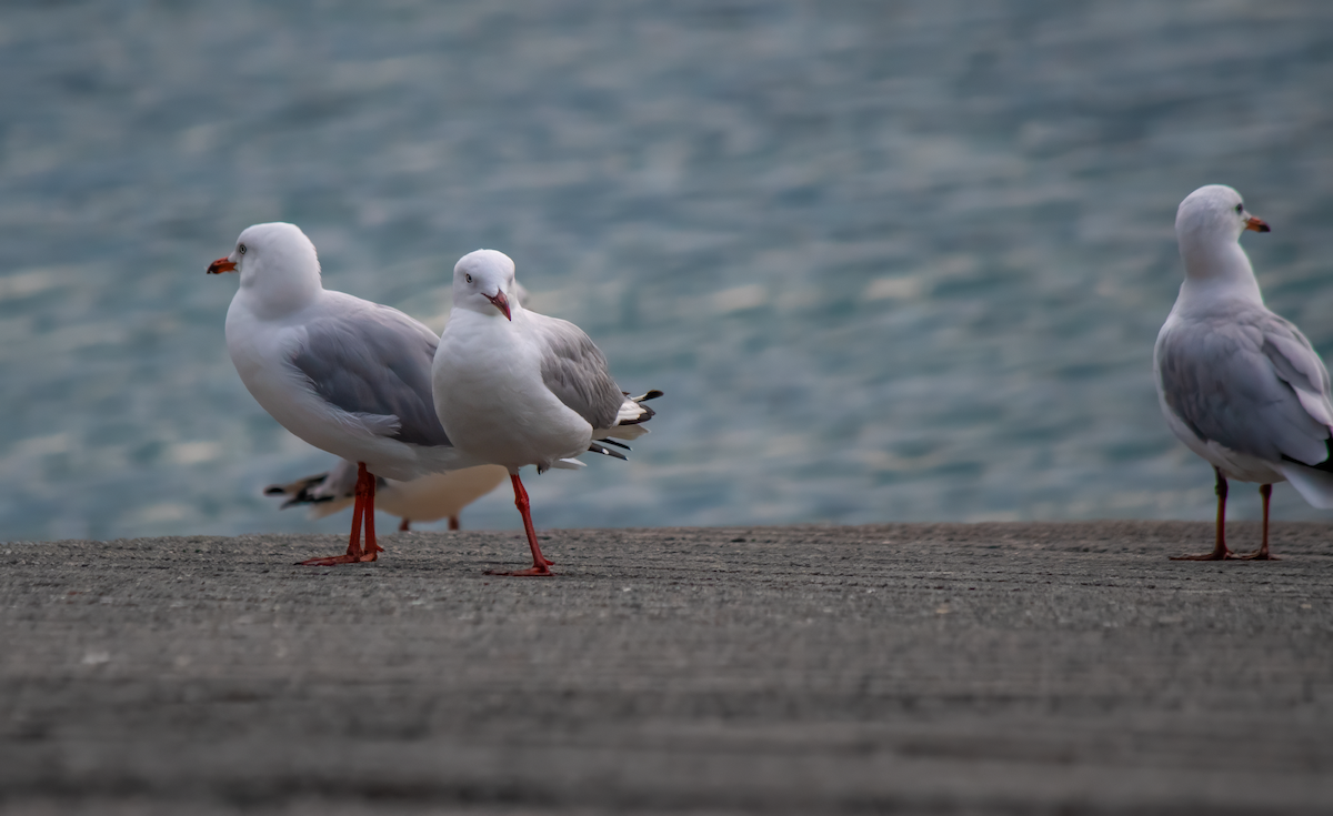 Silver Gull - ML628856510